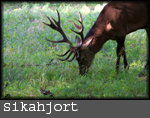 Cervus nippon