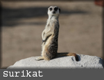 surikat