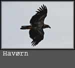 havørn