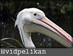 Pelecanus onocrotalus