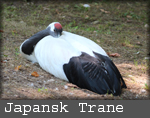 Grus japonensis