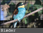 merops apiaster