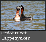gråstrubet lappedykker