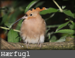 hærfugl