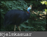 Casuarius casuarius