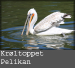 Pelecanus crispus