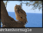 ørkenhornugle