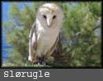 slørugle