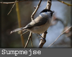 sumpmejse
