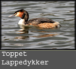 toppet lappedykker