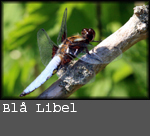 Libellula depressa