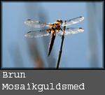 Aeshna grandis