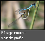 Coenagrion pulchellum