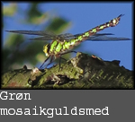 Aeshna viridis