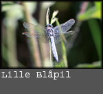 Orthetrum coerulescens