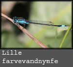 Ischnura pumilio