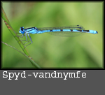 Coenagrion hastulatum