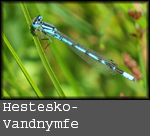 Coenagrion puella