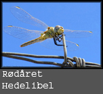 Sympetrum sanguineum