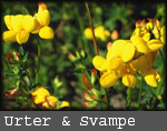 urter & svampe
