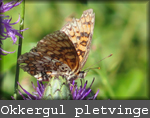 Melitaea cinxia