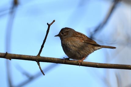 Accenteur mouchet 11 03 2025