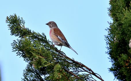 Linotte mélodieuse mâle 15 04 2025 a