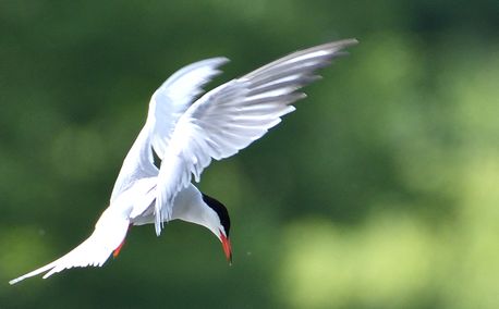 Sterne Pierregarin 27 05 2025 (2)