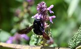 abeille noire 17 07 2023