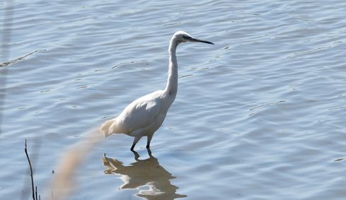 aigrette garzette