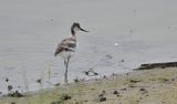 avocette élégante (juvénile) 17 06 2023 (2)