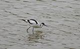 avocette élégante 17 06 2023