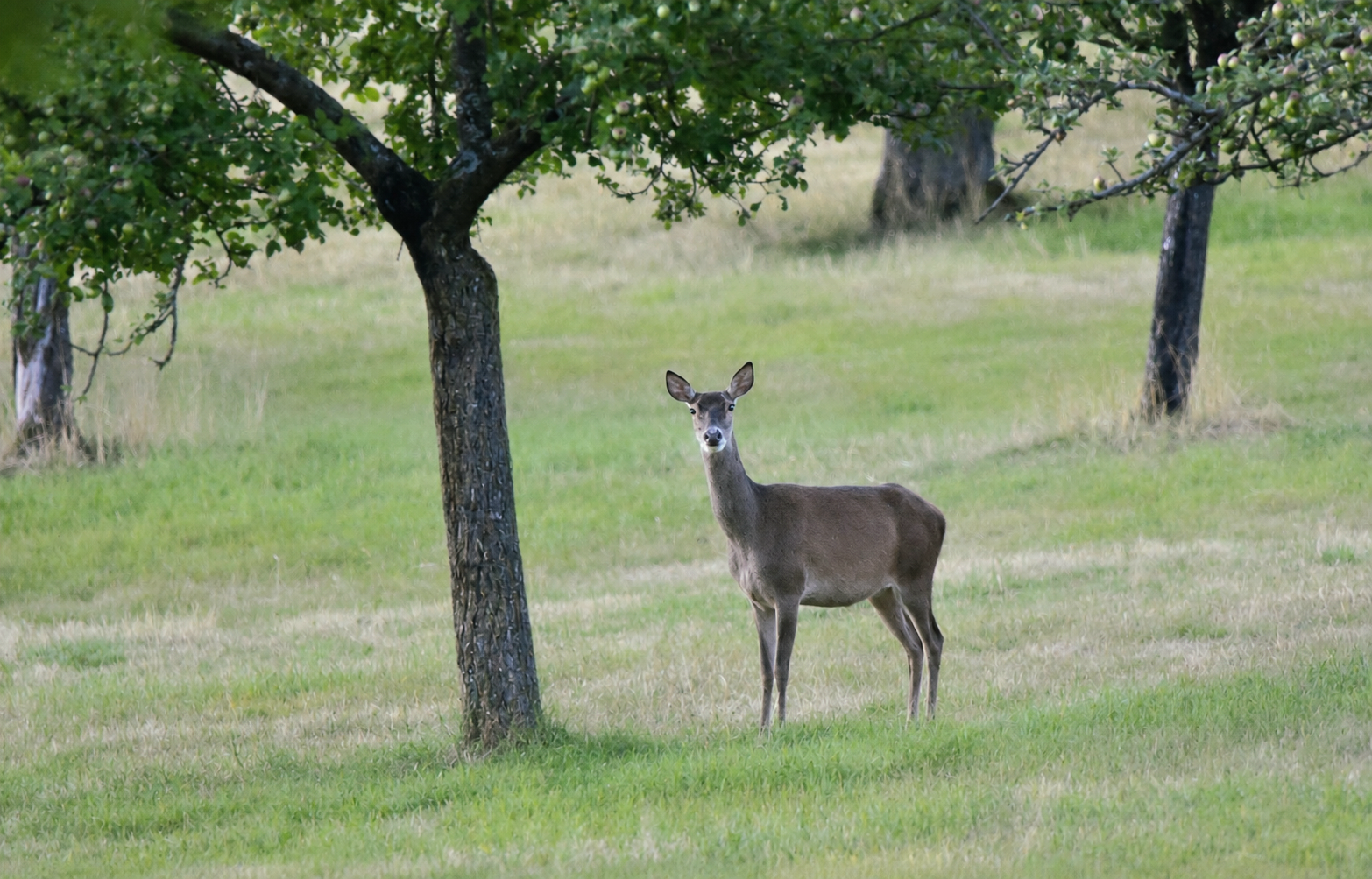 biche 27 07 2026