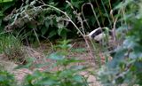 blaireau 20 08 2023 (3)