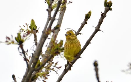 bruant jaune 24 04 2025