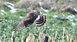 busard saint Martin 18 01 2023 (3)