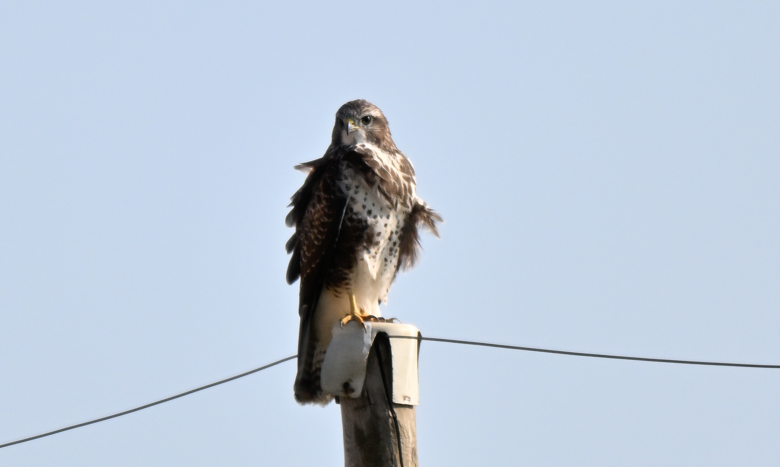 buse variable 14 07 2026 (3)