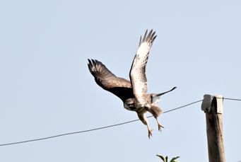 buse variable 14 07 2026 (5)