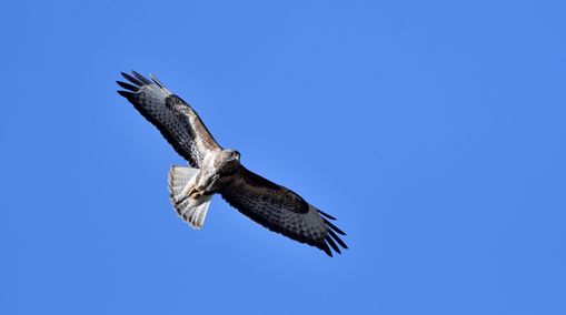 buse variable 19 03 2025