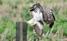 buse variable 24 12 2024 (2)