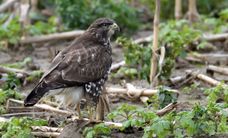 buse variable 24 12 2024 (6)