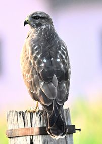 buse variable 31 07 2026