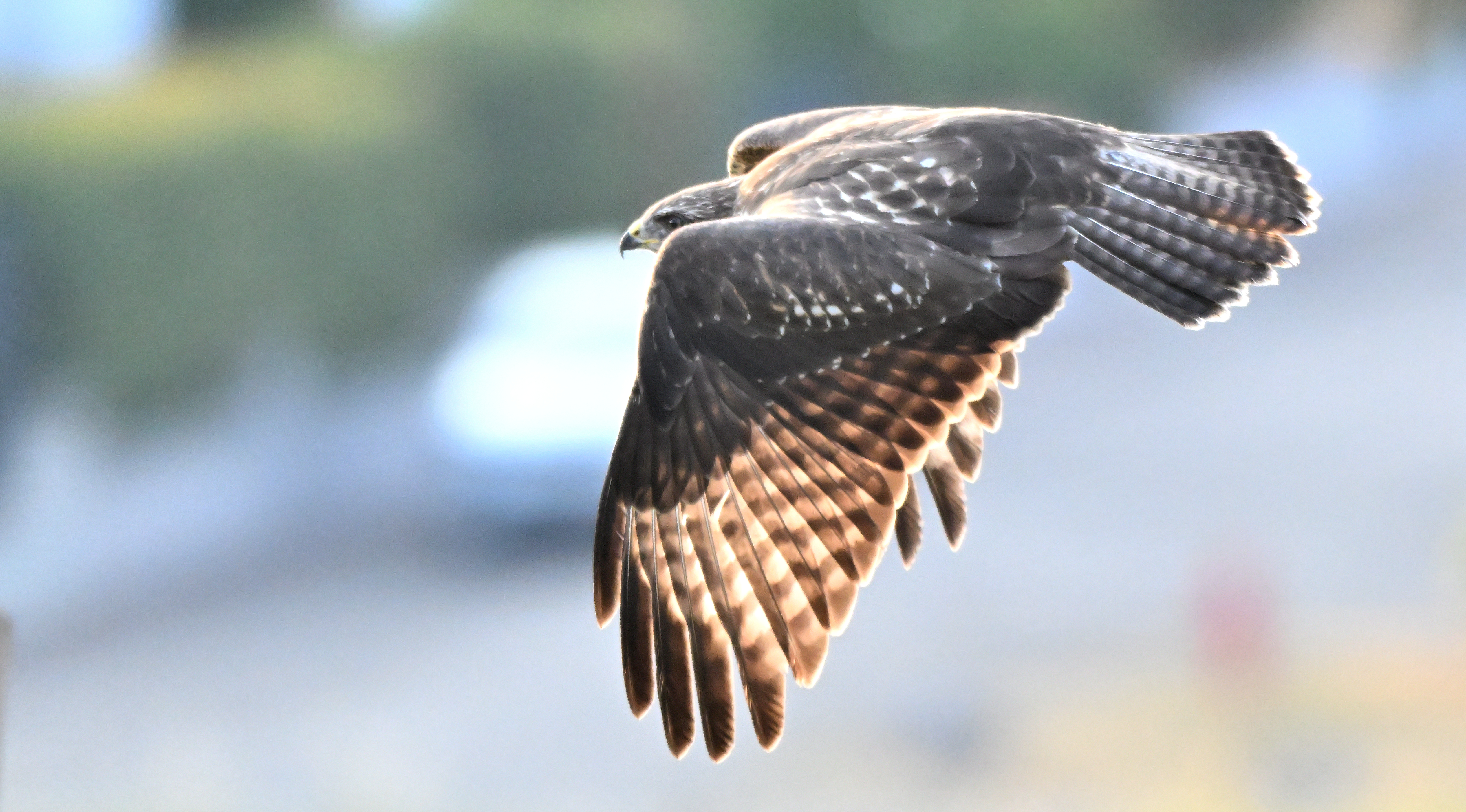 buse variable en vol 31 07 2026 (2)