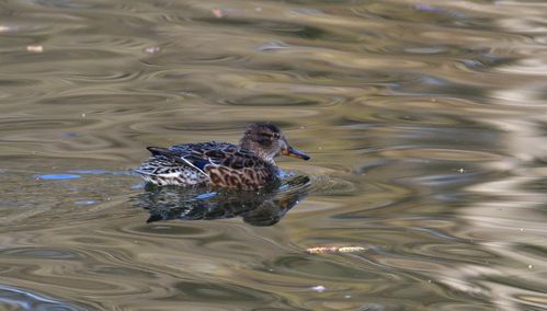 canard chipeau 07 03 2025