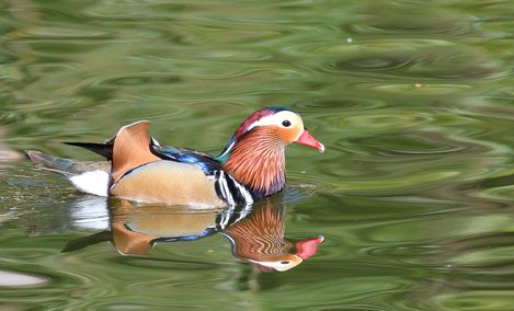 canard mandarin 07 03 2025