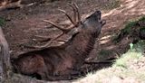 cerf élaphe 04 10 2023 (9)
