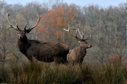 cerf élaphe 21 02 2025 (1)
