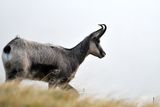 chamois  24 09 2023 (1)