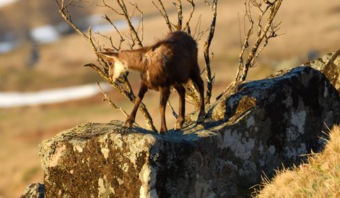 chamois 05 04 2025