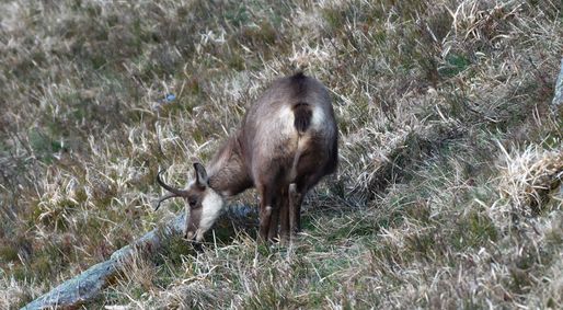 chamois 05 04 25